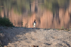 Ephippiorhynchus senegalensis