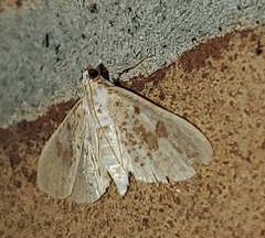 Palpita freemanalis