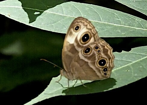 Stately Bush Brown