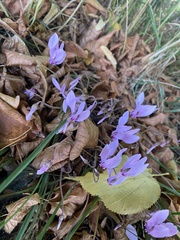 Cyclamen hederifolium
