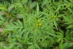 Bidens polylepis