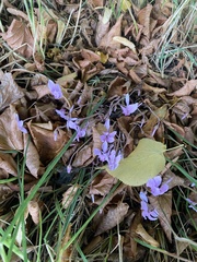 Cyclamen hederifolium