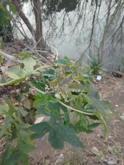Ricinus communis