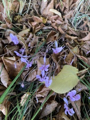 Cyclamen hederifolium