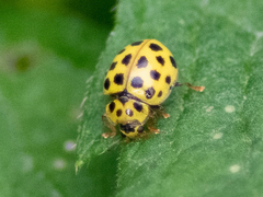 Psyllobora vigintiduopunctata