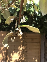 Elaeagnus