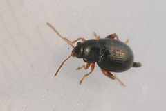 Batophila rubi
