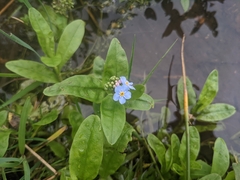 Myosotis scorpioides