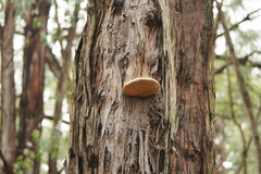Laetiporus portentosus