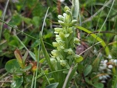 Platanthera hyperborea