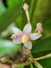 Ardisia cornudentata morrisonensis