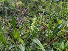 Platanthera hyperborea