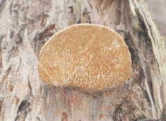 Laetiporus portentosus