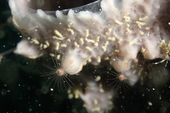 Tubulariidae