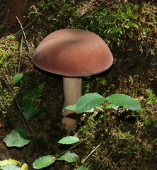 Tylopilus rubrobrunneus