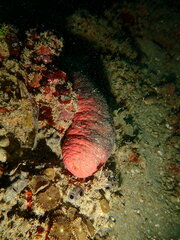 Holothuria edulis