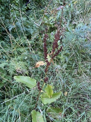 Rumex obtusifolius