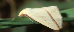 Rhodometra sacraria