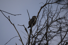 Cacomantis flabelliformis