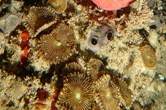 Palythoa heliodiscus