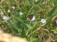 Aphantopus hyperantus