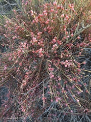 Ephedra fragilis