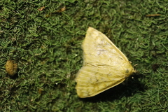 Sitochroa verticalis