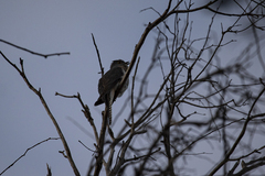 Cacomantis flabelliformis