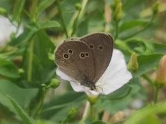 Aphantopus hyperantus