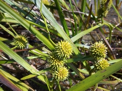 Sparganium americanum