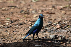 Lamprotornis chalybaeus