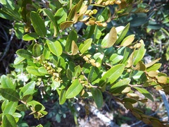 Chamaedaphne calyculata