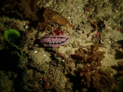Phyllidiopsis shireenae