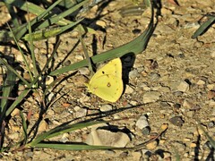 Colias philodice