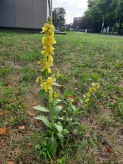 Verbascum lychnitis