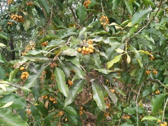 Pittosporum ferrugineum