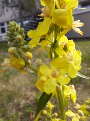 Verbascum lychnitis