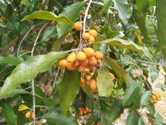 Pittosporum ferrugineum