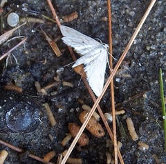 Parapoynx allionealis