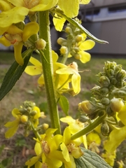 Verbascum lychnitis