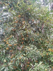 Pittosporum ferrugineum