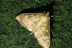 Patania ruralis