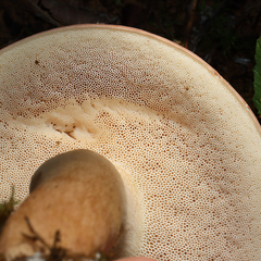 Tylopilus rubrobrunneus