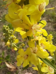 Verbascum lychnitis