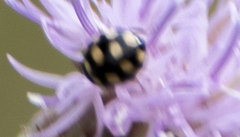Coccinula quatuordecimpustulata
