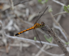 Erythrodiplax berenice
