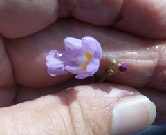 Utricularia purpurea