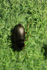 Harpalus rufipes