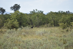 Bucorvus leadbeateri