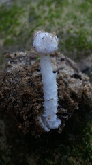 Amanita torrendii